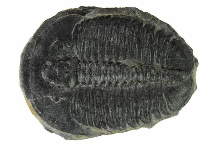 Elrathia Trilobite Fossil - Utah #169512